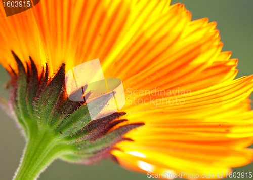 Image of orange color flower in close up