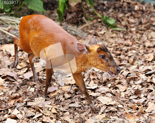 Image of Indian Muntjac