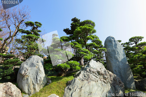 Image of chinese garden plant