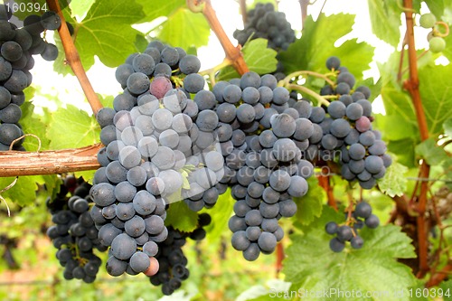 Image of Wine Grape Clusters