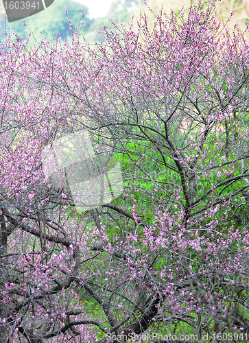 Image of plum flower