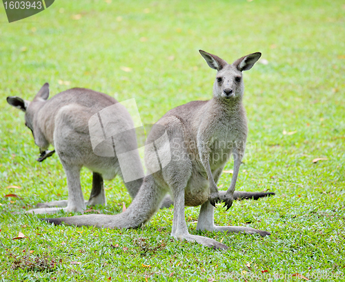 Image of grey kangaroo