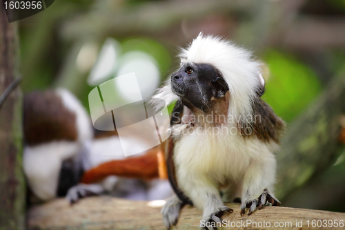 Image of cotton top monkey