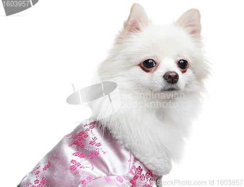 Image of Pomeranian dog