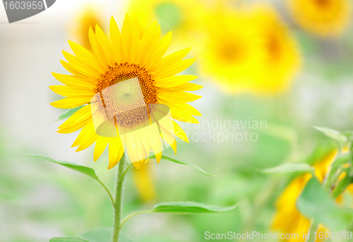 Image of Sunflower