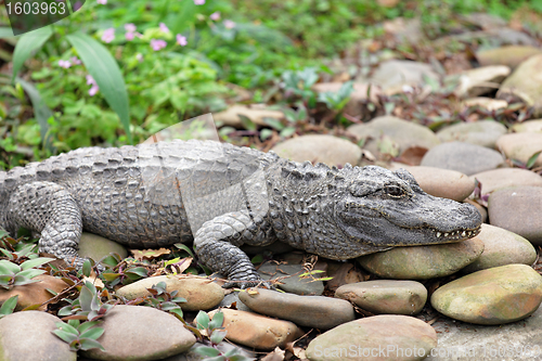 Image of crocodile