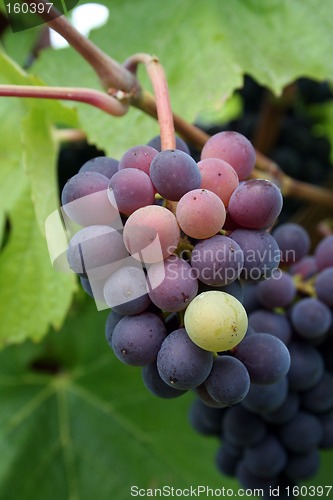Image of Small Grape Cluster