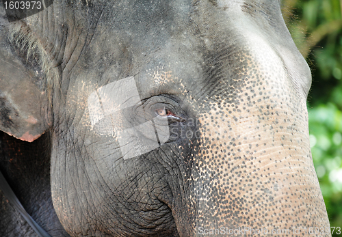 Image of elephant close up