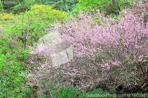 Image of plum flower blossom