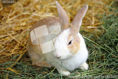 Image of rabbit