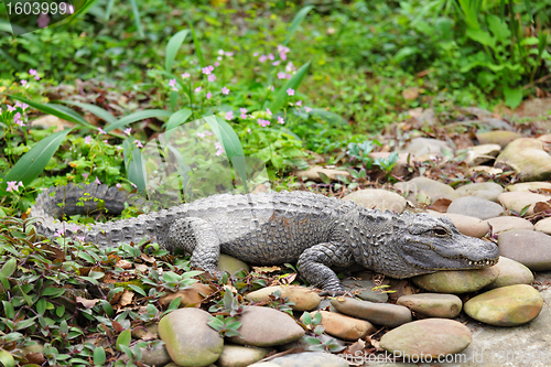 Image of crocodile