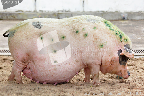 Image of pig