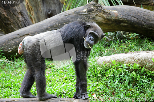 Image of Chimpanzee