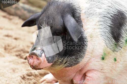 Image of pig