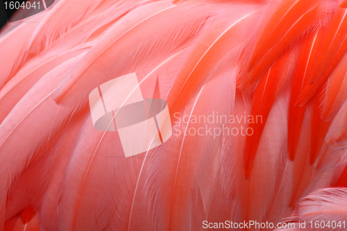 Image of Red feather background