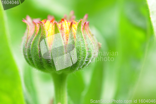 Image of bud flower in the begining of the flowering