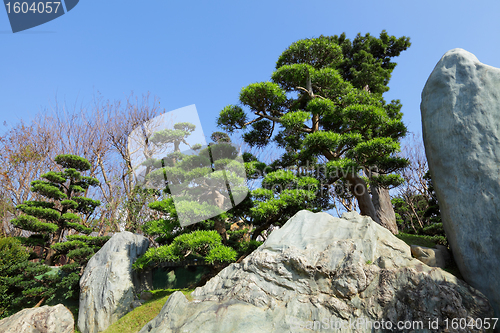 Image of chinese garden plant