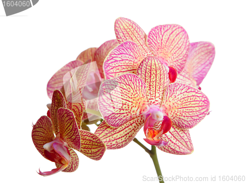 Image of orchid flower