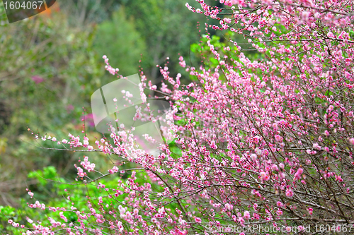 Image of plum flower blossom