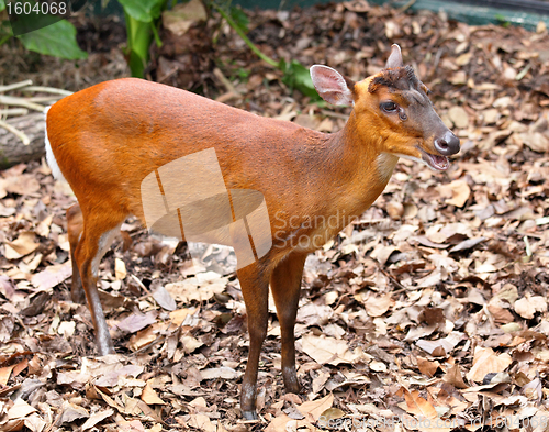 Image of indian muntjac