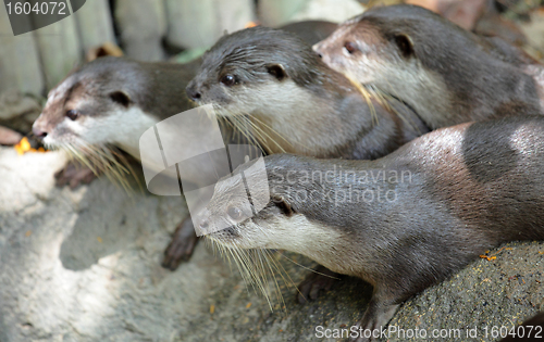 Image of Oriental Short Clawed Otters