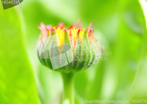 Image of bud flower in the beginning of the flowering