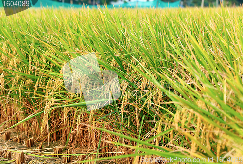 Image of Paddy Rice