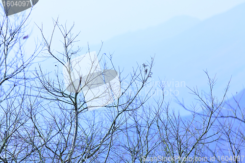 Image of tree and mountain in winter blue