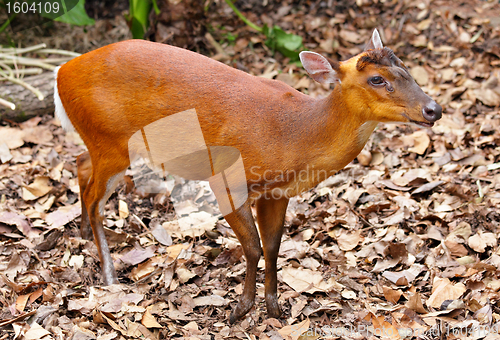 Image of indian muntjac