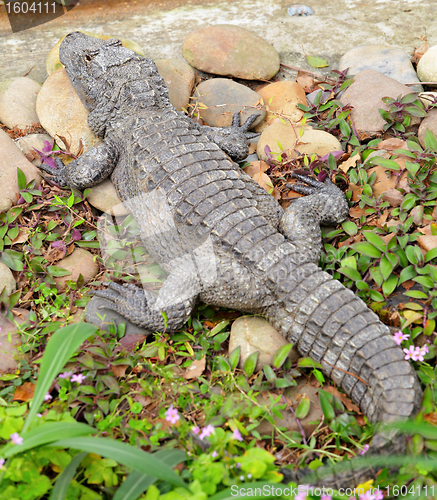 Image of crocodile