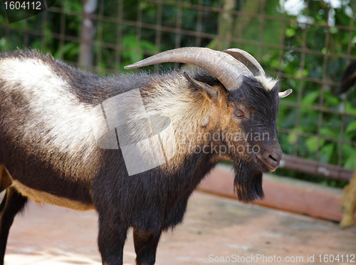 Image of goat in farm