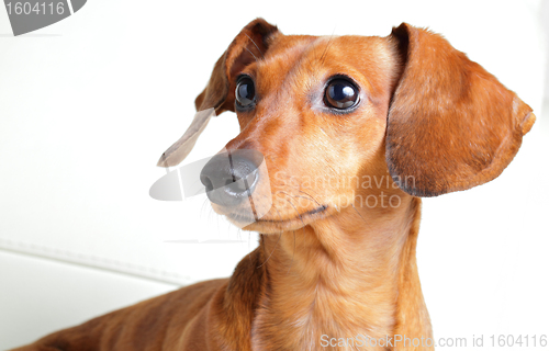 Image of dachshund dog