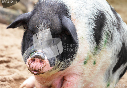 Image of pig