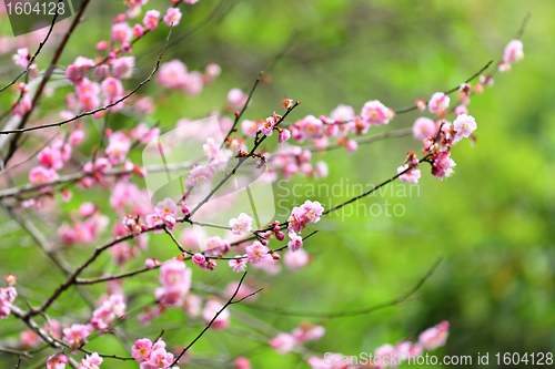 Image of plum flower blossom