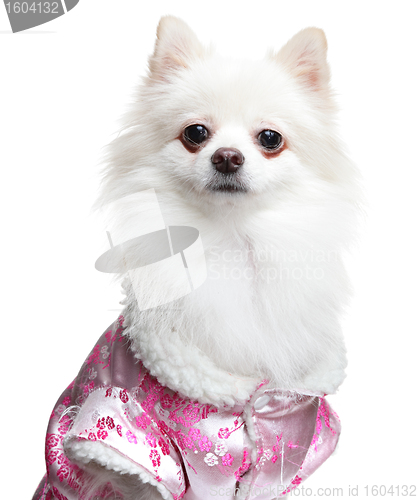 Image of Pomeranian Spitz dog