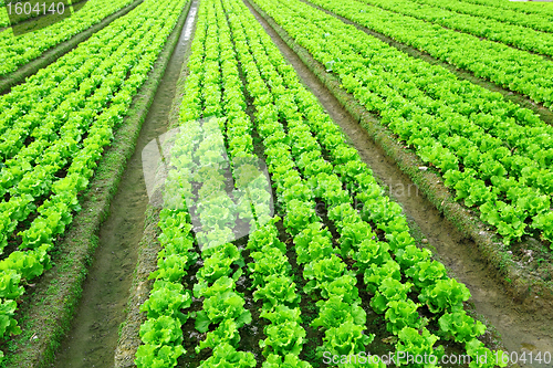 Image of lettuce plant in field