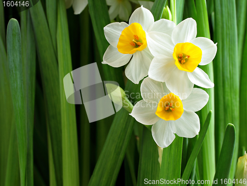 Image of narcissus flowers