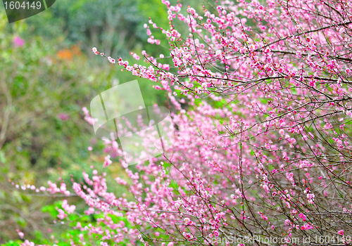 Image of plum flower