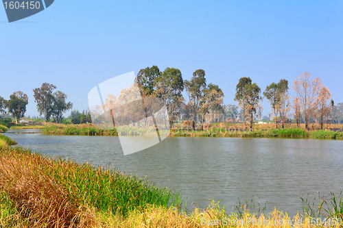 Image of Wetland