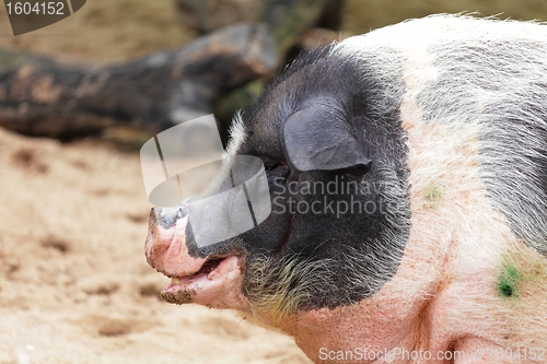 Image of pig