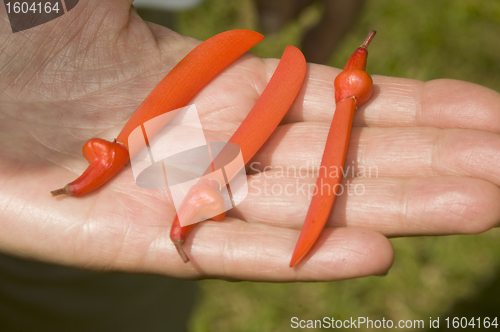 Image of tropical flower plant seed pods machete shape