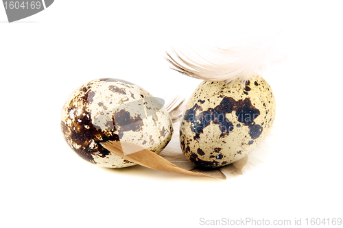 Image of Colorful little eggs and feathers.