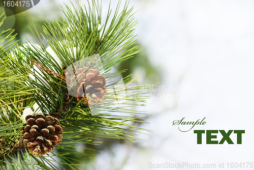 Image of Pine tree