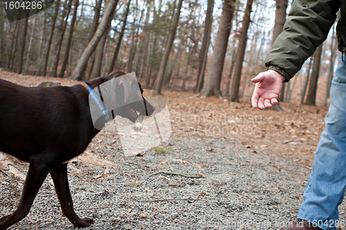 Image of Chocolate Lab Retrieving a Stick