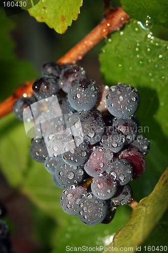 Image of Wet Grape Cluster