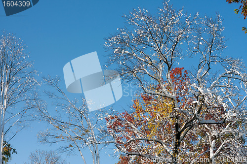 Image of Rare Fall Blizzard Snow Storm