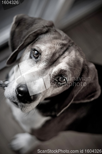 Image of Beagle Hound Dog Portrait