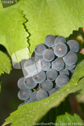 Image of Ripening Grapes