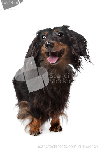 Image of Dachshund