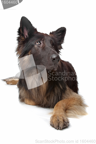 Image of Old German Shepherd Dog